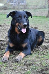 Elevage du Domaine de Stan