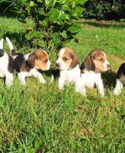 ELEVAGE D'YMAUVILLE image 1