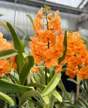 Orchidable di Andrea Martina Bild 9