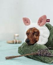 The Black Poodle Groom & Care S.L. imagen 2