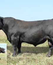 Downey Ranch, Inc. image 1