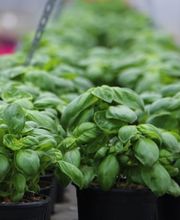 Gärtnerei Schlegel Hinterholz Bild 12