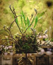 ART NATURAL stucki Bild 14