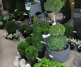 Rodigari Gartencenter Bild 3