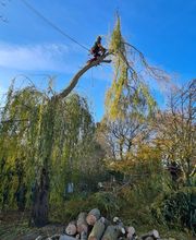 Rochefort Bois image 3