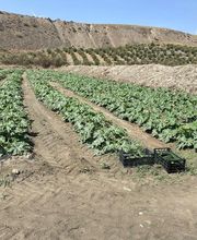 Agrícola Buhai imagen 1