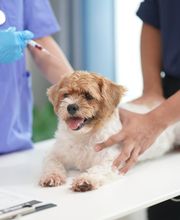 Tierarzt Dr. med. vet. Laviniu Radu Bild 2