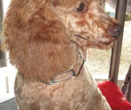 Com Chien Et Chat image 8