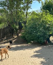 Hundezentrum Rhein-Main GbR Bild 11