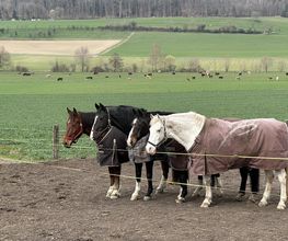 Reitstall Bühl Bild 13