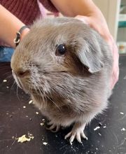 Meerschweinchen auf Behandlungstisch