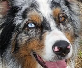 Assistenz auf 4 Pfoten Bild 1