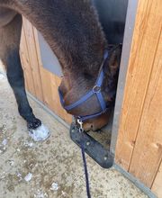 Aktivstall Dirnberg Bild 6