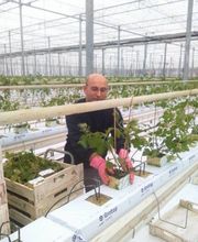 Agrotomato SA Bild 2