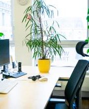 Schreibtisch mit zwei Bildschirmen, Maus, Tastatur und Headset sowie einigen grünen Topfpflanzen.