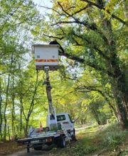 Brac José Elagage Abattage 18 image 7