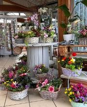 Blumen Haider Bild 10