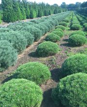 GÜLER Pflanzenhandel Bild 1