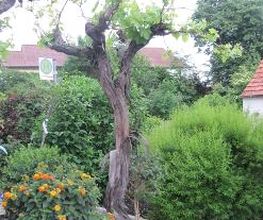 PALMENSTADL Bild 13