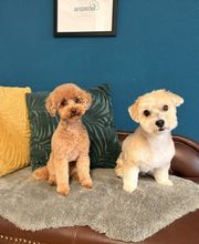 Artgerecht-dogspa Bild 1