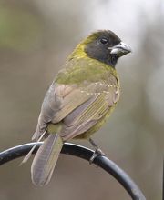 Alamo Inn B&B, Gear & Tours image 16