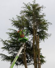 Le Clere Laurent image 15