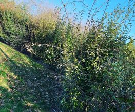 LR Garden image 10