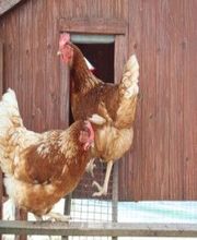 Les Poussins De Guin Roche image 2