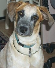 Monroe County Animal Hospital image 15