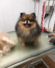 Armelle Toiletteuse Chiens Et Chats image 14