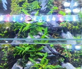 AquascapOlli Bild 1