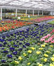 Gärtnerei Fischer KG Bild 6