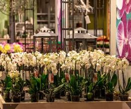 Blumen Seil Bild 7