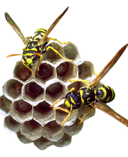 Halt'O Guêpes 67 image 2