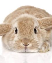 Kleintierpraxis Vincenz AG Bild 6