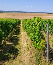 Le Vignoble de Montépilloy image 7