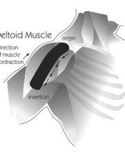Physio-QI - Institut für physikalische Therapie Bild 4