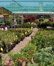 Grüner Holländer Berlin Bild 7