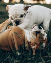 Winny Bull Family image 8