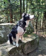 Dollydog Educ image 4