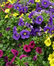 Bärtschi Blumen Pflanzen Floristik Bild 4