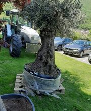 TICINO SPECIAL GARDEN SAGL Bild 7