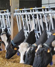 Agrofarm Sàrl Bild 9