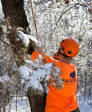 SavATree - Tree Service & Lawn Care image 13