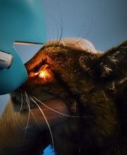 Kleintierpraxis am Obersee GmbH Bild 8