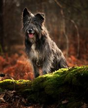 Photographie François Barreto image 8