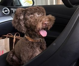 Groomery Hundefriseursalon Bild 3