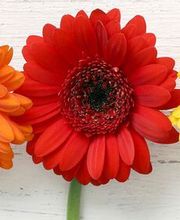 Silke Engel Blumen Bild 1