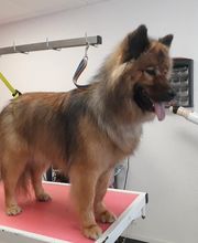 Toutou Tip Top image 8