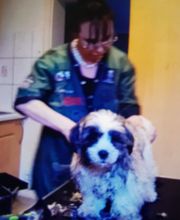 Silvis mobiler Hundefriseur Bild 3